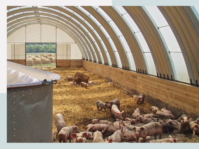 Строительство свинарников в Колпине