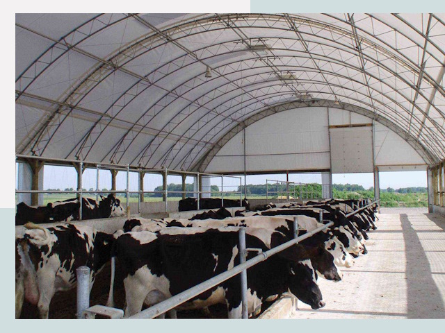 Тентовые коровники в Колпине